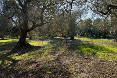 Landejendom i Ostuni, Brindisi, Ostuni - € 53.000 | Ref: 172821 - foto 9